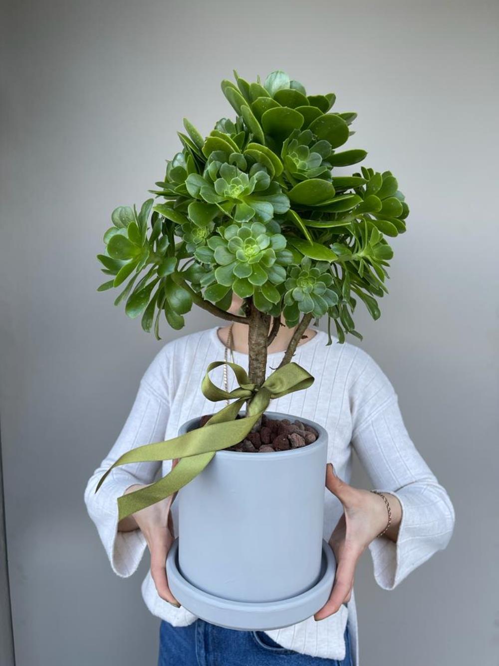 Green Aeonium Bitki